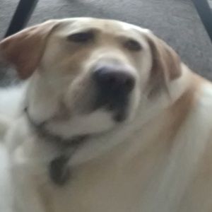 Meet your Posher, Avery